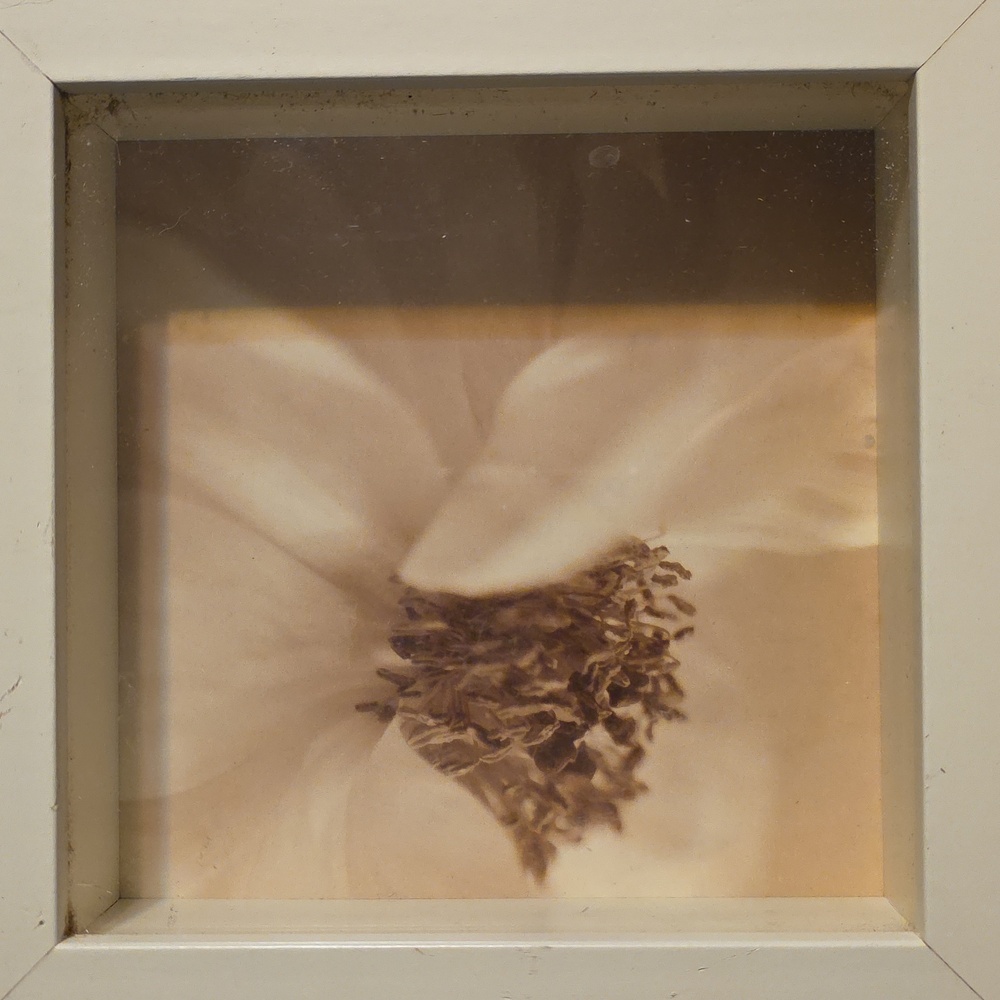 Cream Floral Framed Wall Art Set